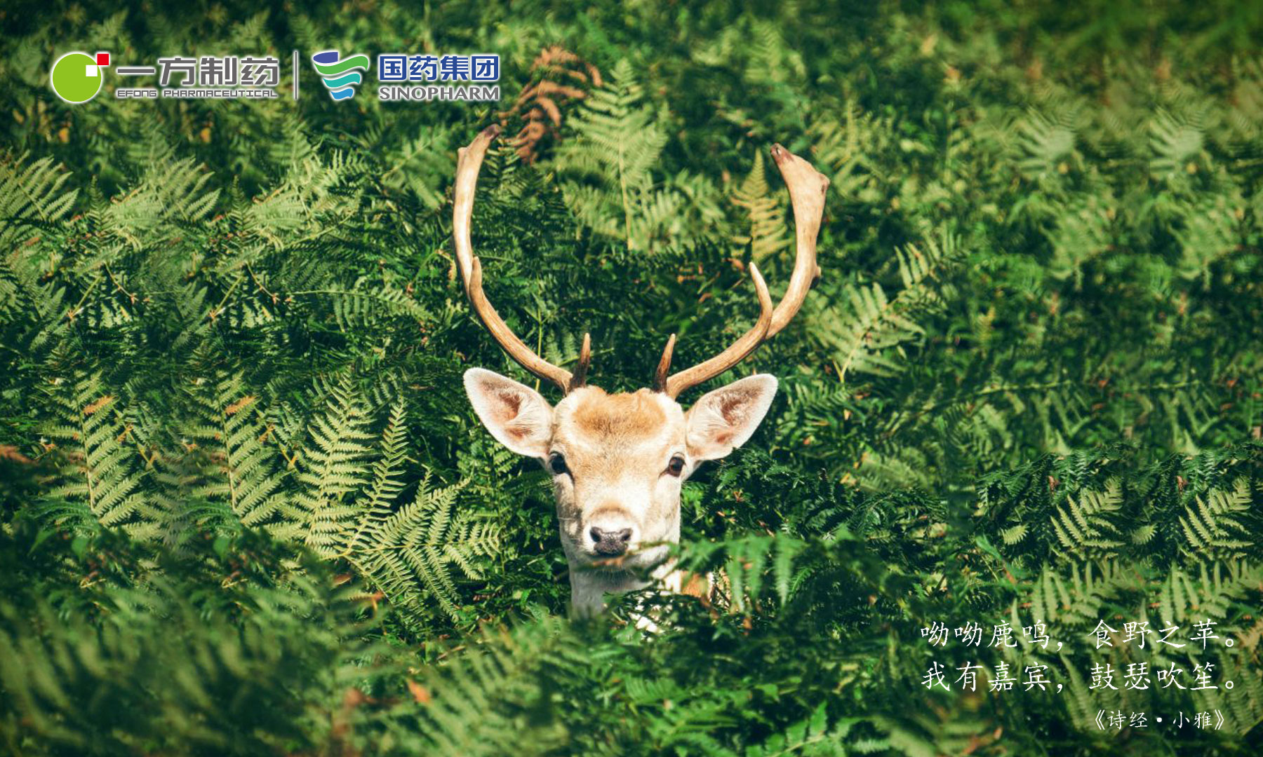 鹿血丹产品固体饮料包装策划设计,国药集团旗下鹿保健品包装策划设计,保健品包装设计公司,固体饮料包装设计公司,上海包装设计公司,食品包装设计公司