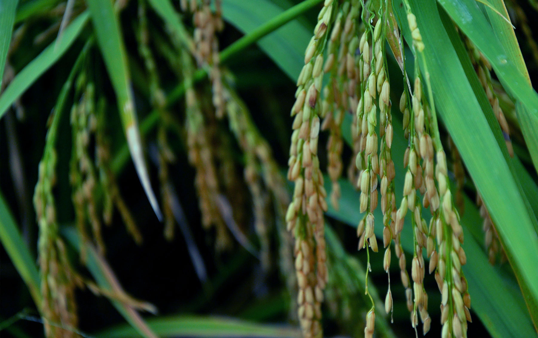 食品包装设计公司,上海大米礼盒包装设计,高端大米包装设计公司,神农武当大米包装策划设计,道法自然的大米包装设计公司