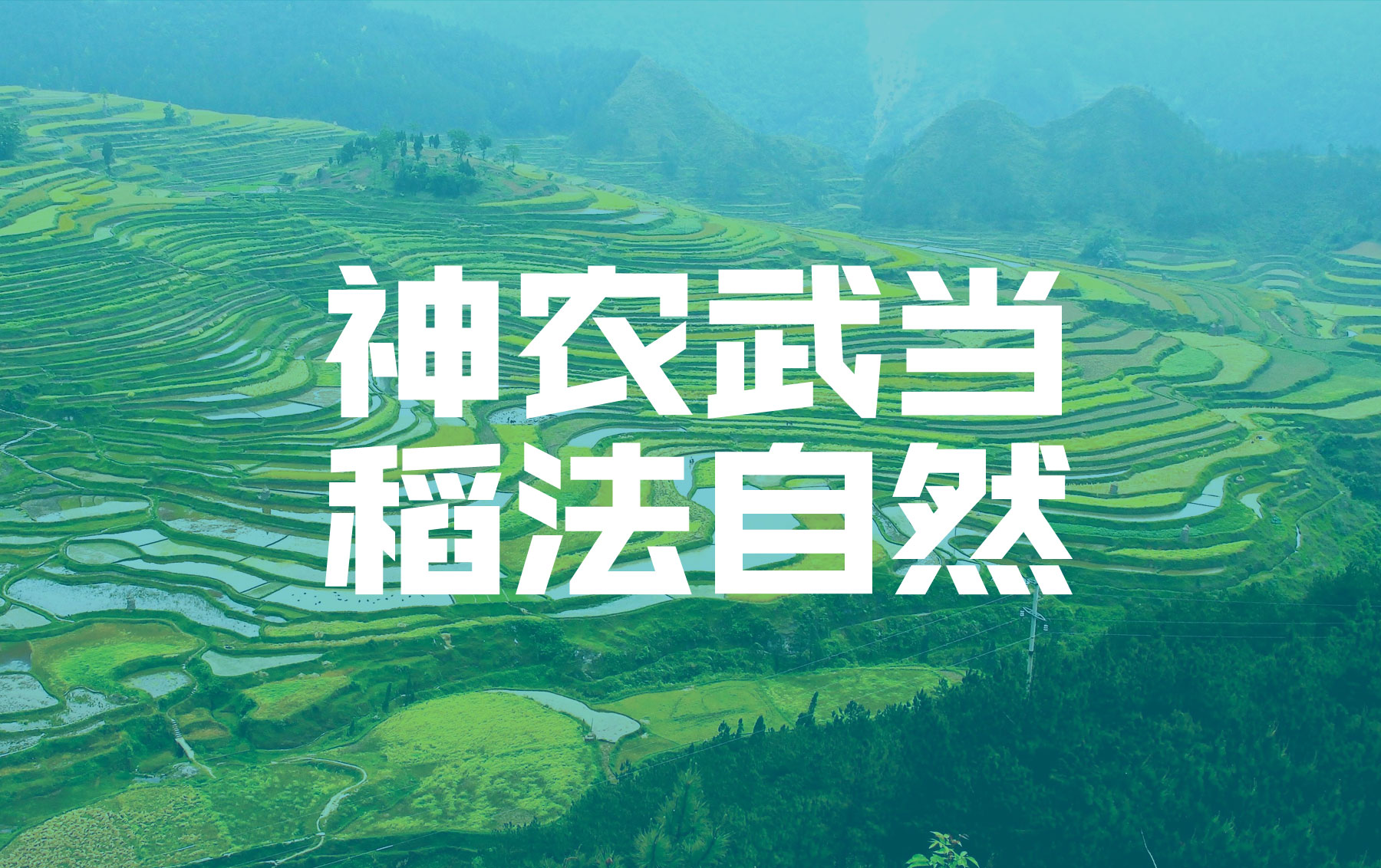 食品包装设计公司,上海大米礼盒包装设计,高端大米包装设计公司,神农武当大米包装策划设计,道法自然的大米包装设计公司