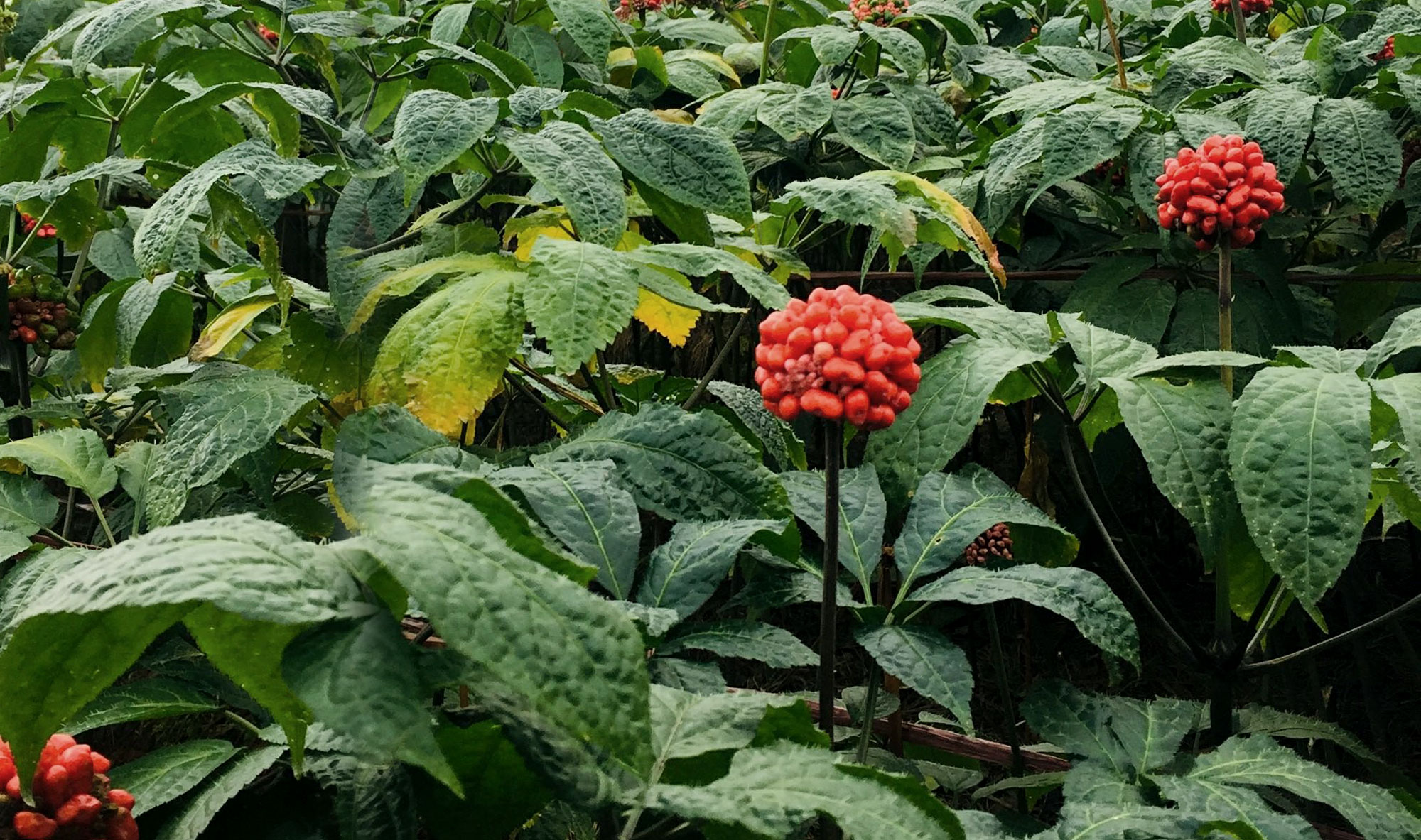 大健康产品策划设计,大健康产品包装设计,大健康产品营销策划,大健康产品设计公司