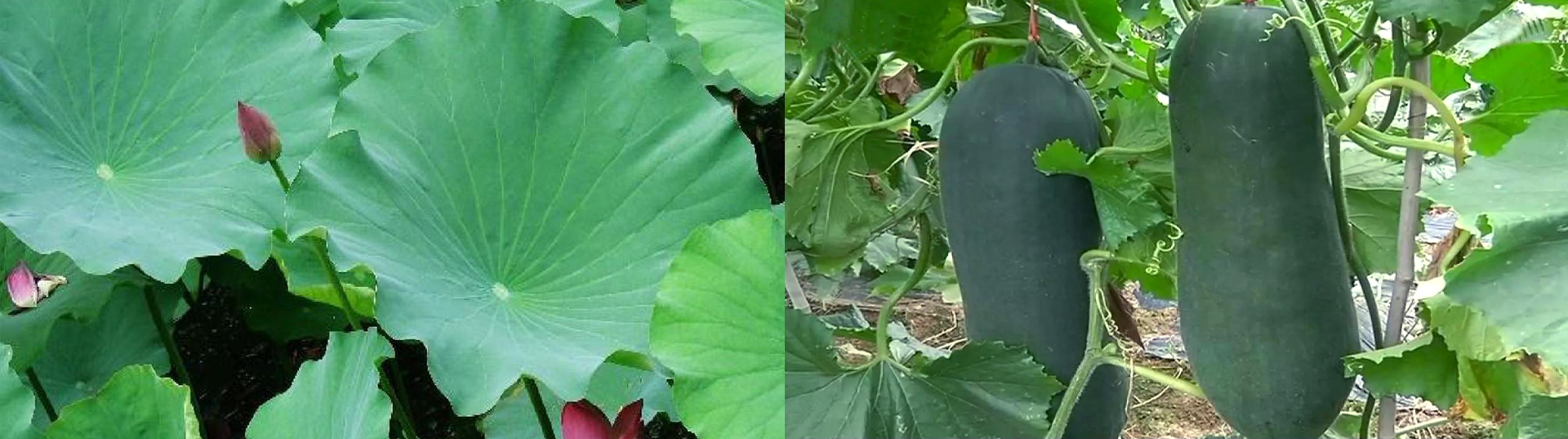 减肥茶包装设计，减肥食品包装设计公司，功能性饮料包装设计，女性食品饮料包装设计