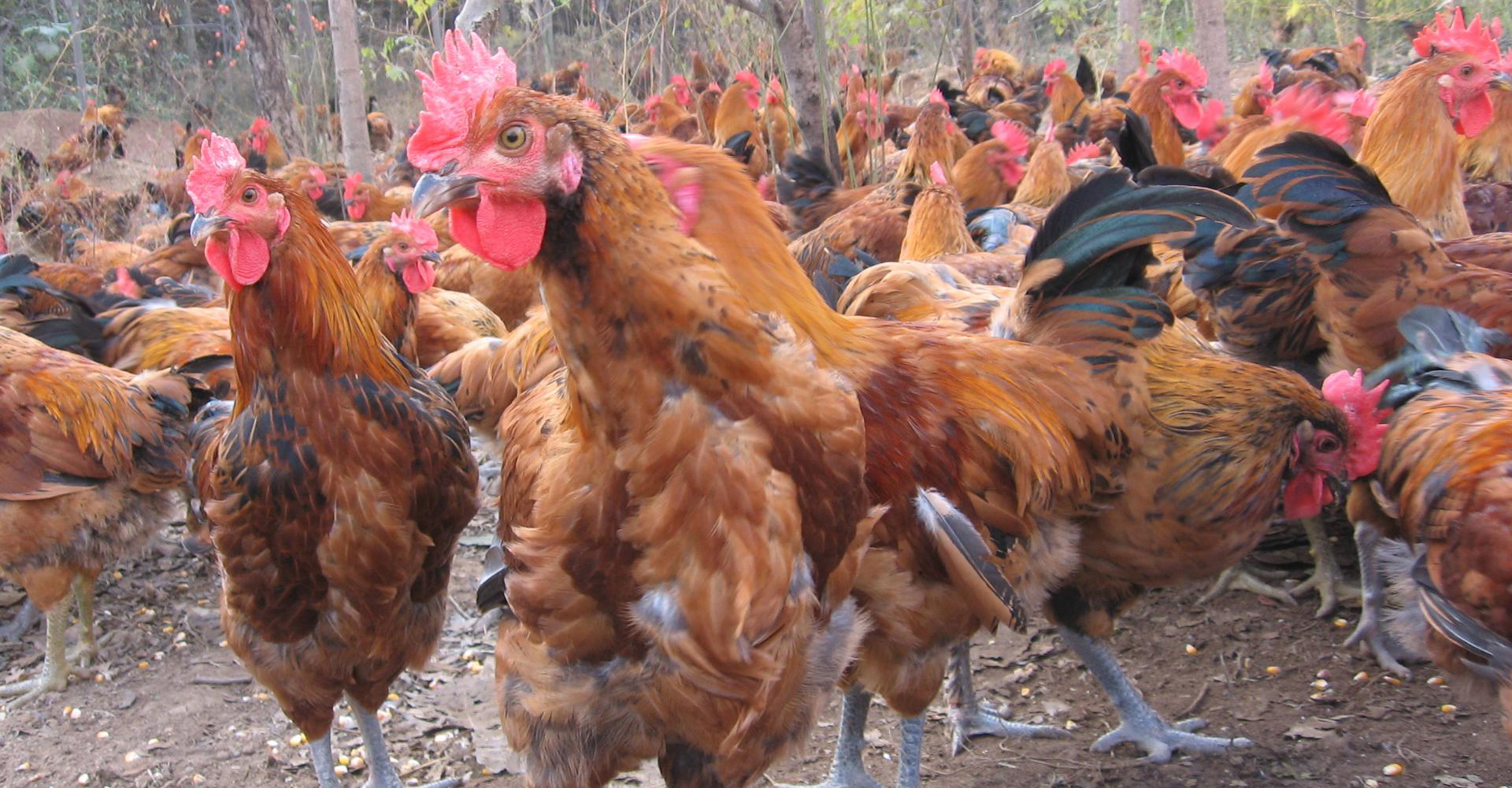 熟食包装设计，鸡肉包装设计，菜品包装设计，地方特产包装设计，伴手礼包装设计，特产包装设计公司