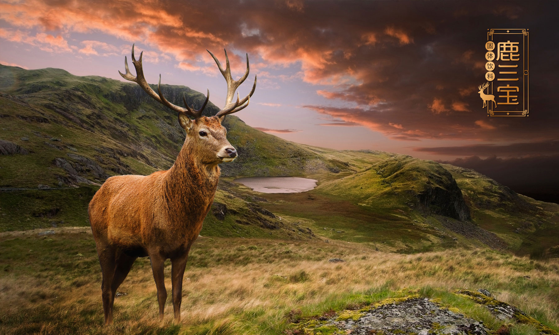 鹿保健品包装策划设计,鹿保健食品固体饮料包装设计,鹿保健饮品包装设计,鹿血丹包装设计,鹿三宝包装设计,鹿鞭保健品营销策划,鹿茸营养品包装设计,鹿皮胶包装设计,上海包装设计公司,食品包装设计公司