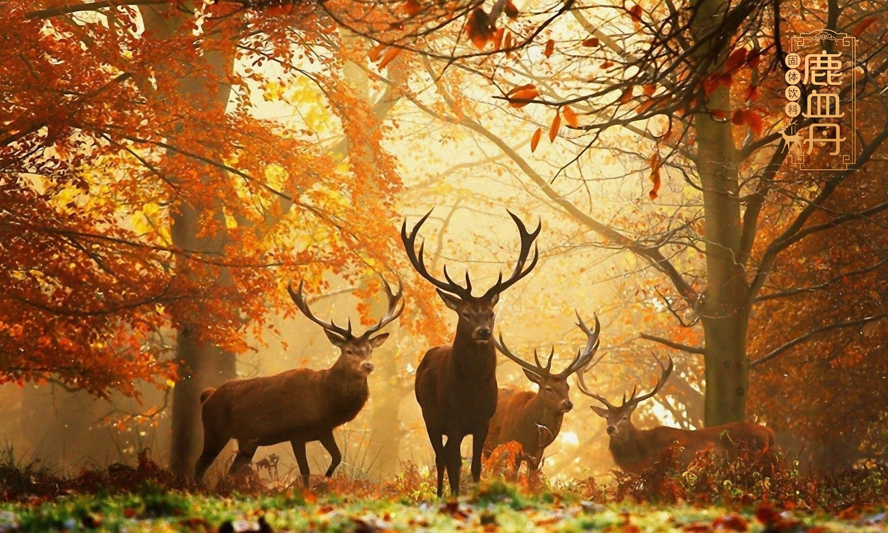 鹿保健品包装策划设计,鹿保健食品固体饮料包装设计,鹿保健饮品包装设计,鹿血丹包装设计,鹿三宝包装设计,鹿鞭保健品营销策划,鹿茸营养品包装设计,鹿皮胶包装设计,上海包装设计公司,食品包装设计公司