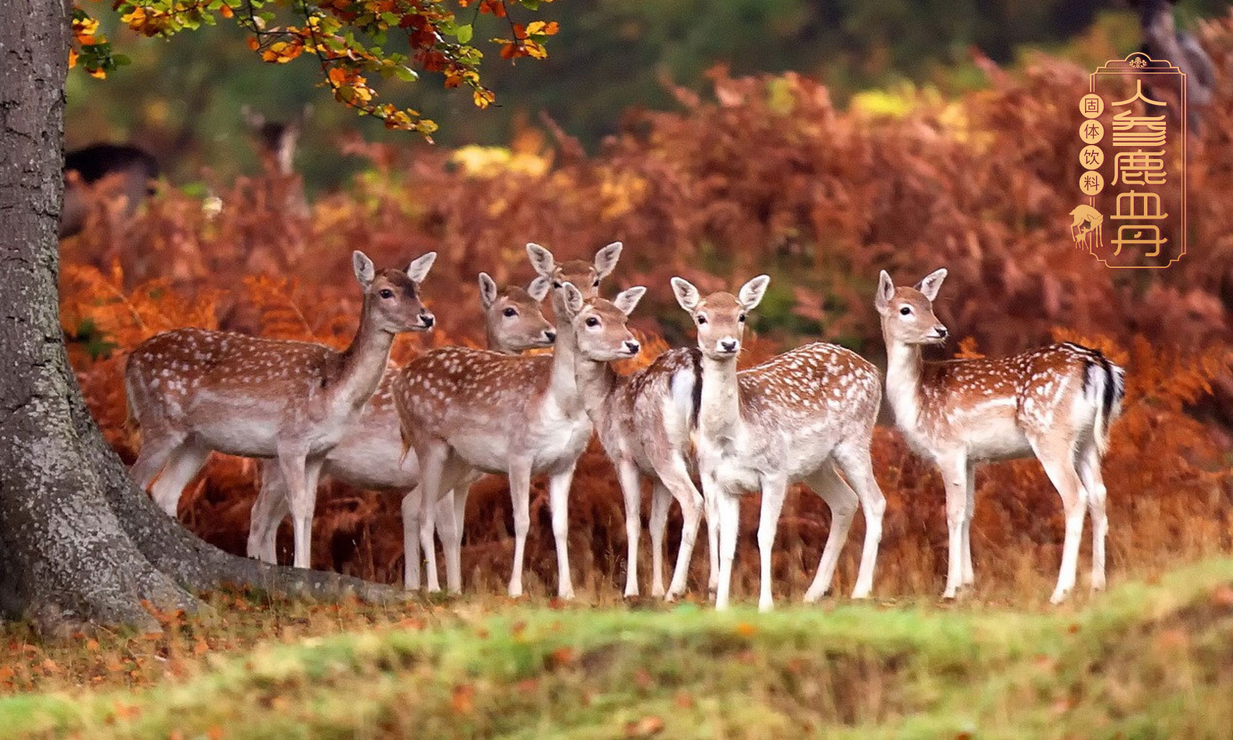 鹿保健品包装策划设计,鹿保健食品固体饮料包装设计,鹿保健饮品包装设计,鹿血丹包装设计,鹿三宝包装设计,鹿鞭保健品营销策划,鹿茸营养品包装设计,鹿皮胶包装设计,上海包装设计公司,食品包装设计公司