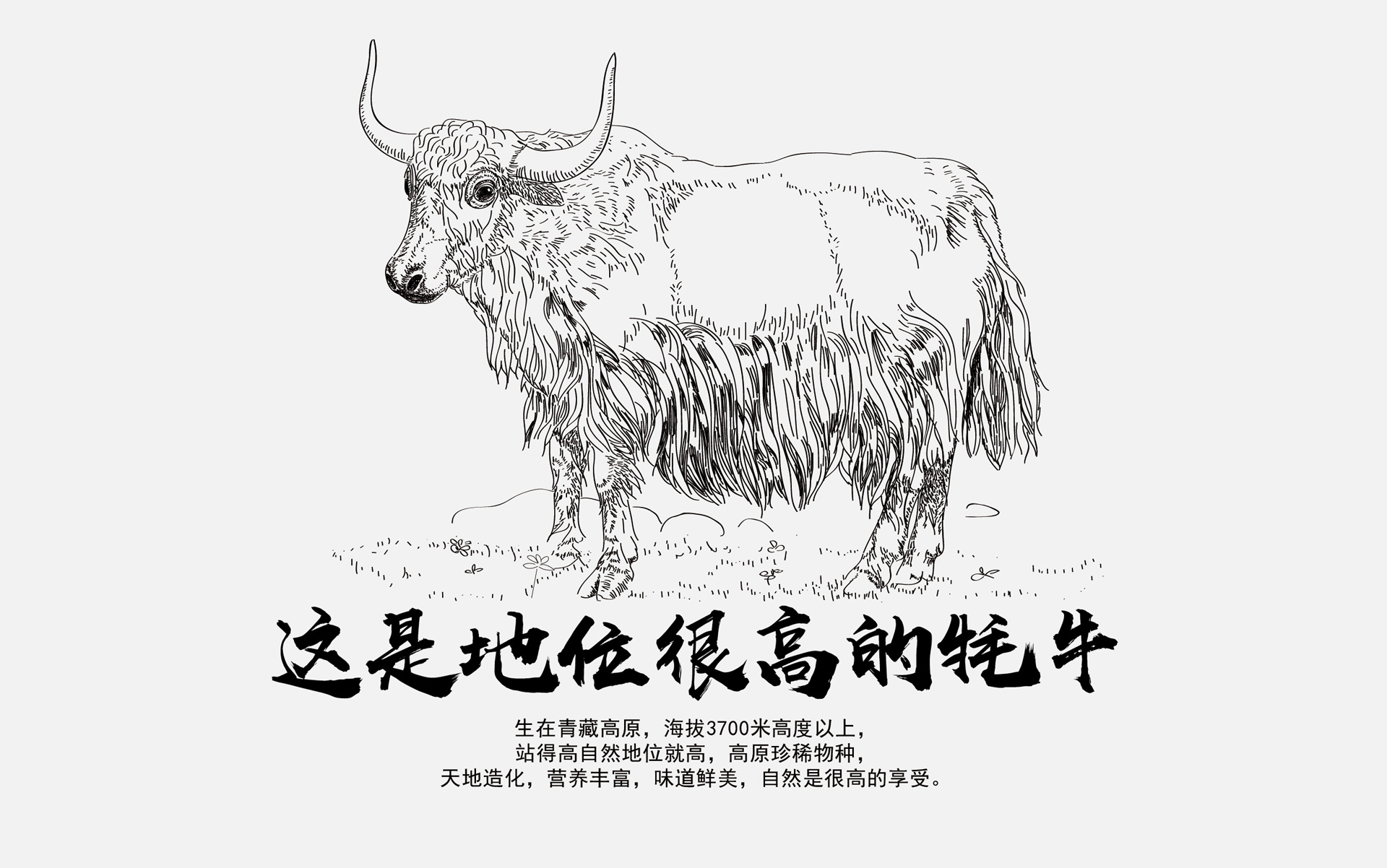 冷鲜肉品牌策划,冷鲜肉营销策划,冷鲜肉包装设计,牦牛肉营销策划,牦牛肉包装设计,牦牛肉包装设计公司,肥牛片营销策划,肥牛片包装设计,羔羊肉片营销策划,羔羊肉包装设计,冷鲜食品营销策划,冷鲜食品包装设计